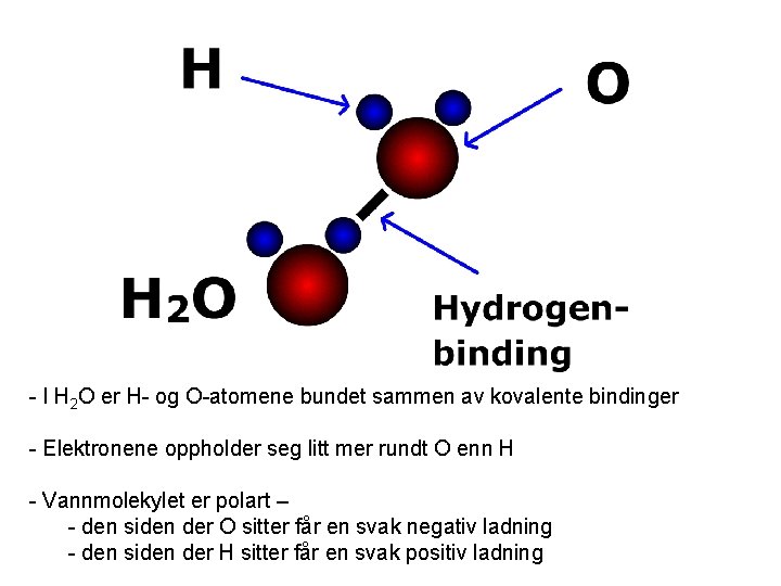 - I H 2 O er H- og O-atomene bundet sammen av kovalente bindinger