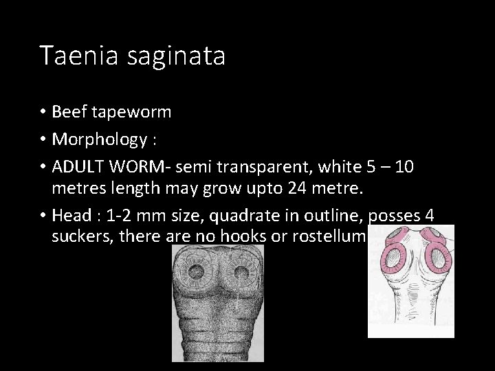 Taenia saginata • Beef tapeworm • Morphology : • ADULT WORM- semi transparent, white