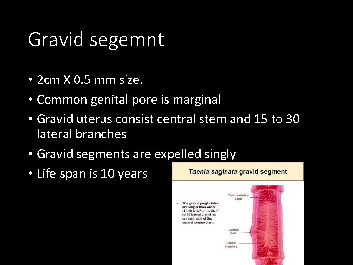 Gravid segemnt • 2 cm X 0. 5 mm size. • Common genital pore