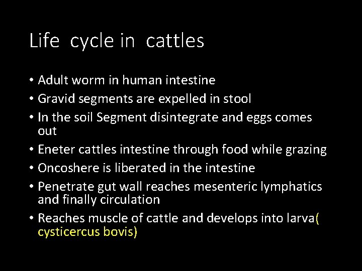 Life cycle in cattles • Adult worm in human intestine • Gravid segments are