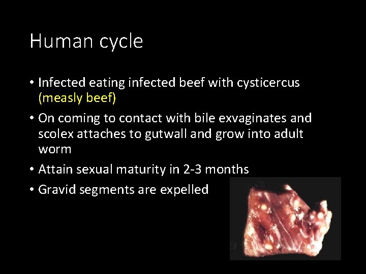 Human cycle • Infected eating infected beef with cysticercus (measly beef) • On coming