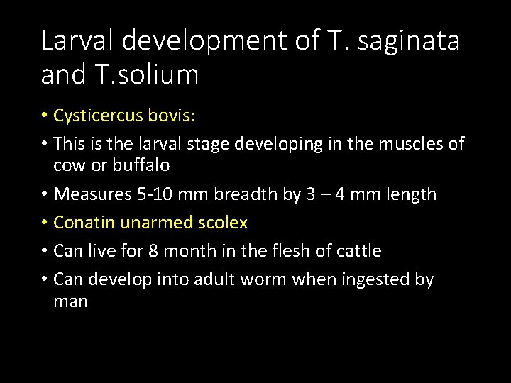 Larval development of T. saginata and T. solium • Cysticercus bovis: • This is