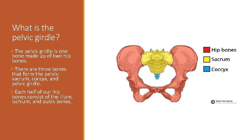 What is the pelvic girdle? ØThe pelvic gridle is one bone made up of What is the pelvic girdle? ØThe pelvic gridle is one bone made up of