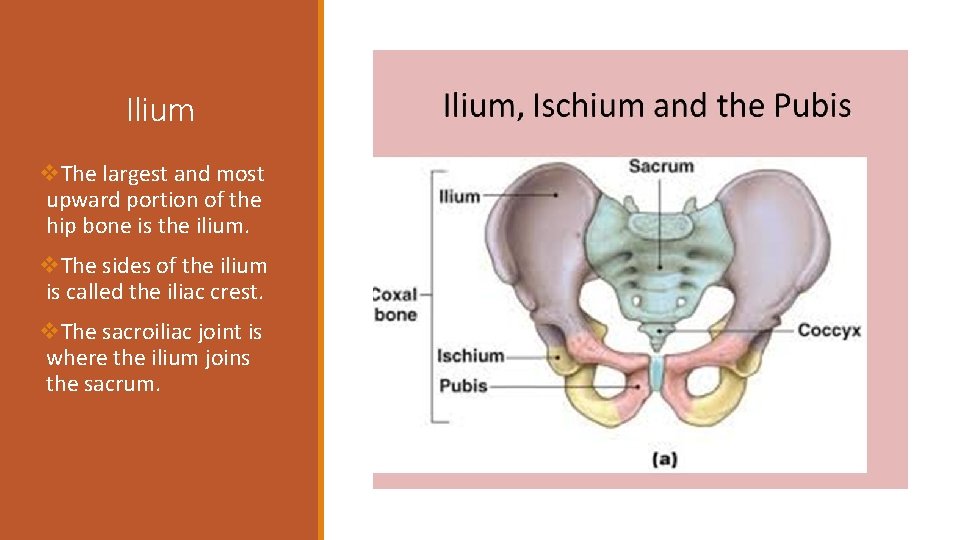 Ilium v. The largest and most upward portion of the hip bone is the
