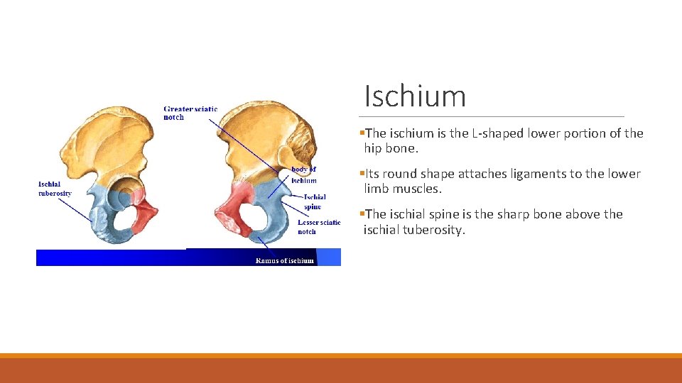 Ischium §The ischium is the L-shaped lower portion of the hip bone. §Its round