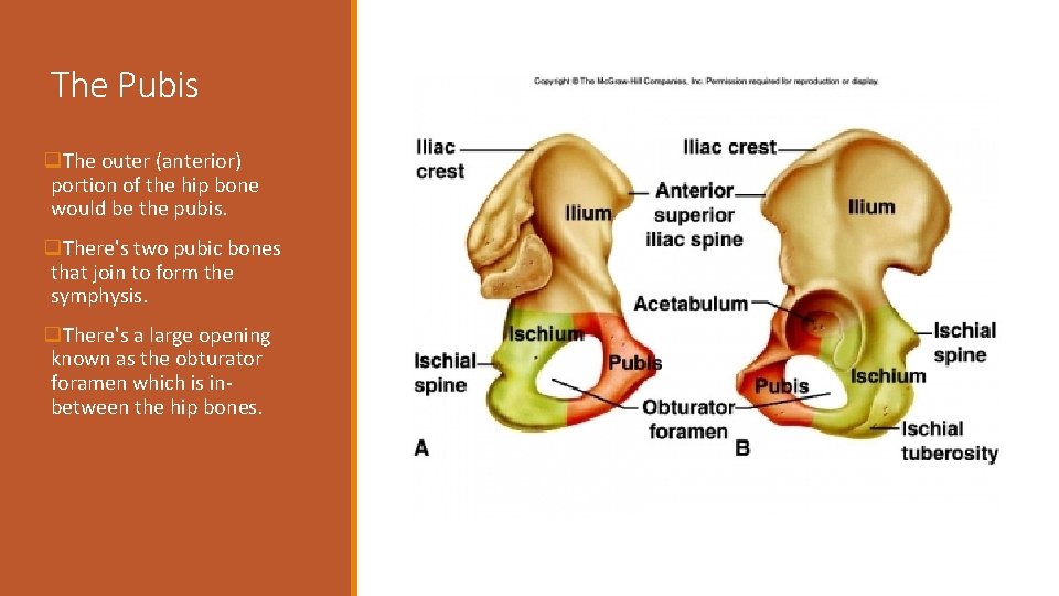 The Pubis q. The outer (anterior) portion of the hip bone would be the The Pubis q. The outer (anterior) portion of the hip bone would be the