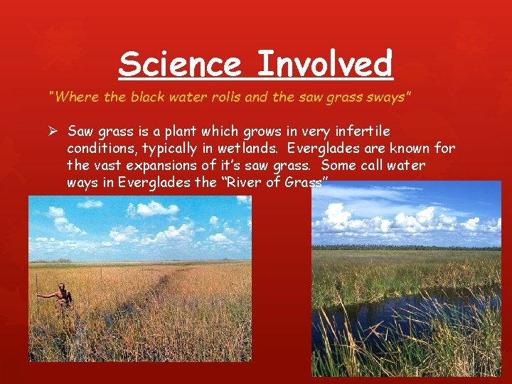 Science Involved “Where the black water rolls and the saw grass sways” Ø Saw