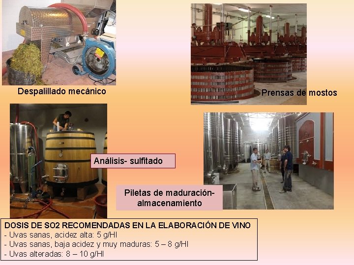 Despalillado mecánico Prensas de mostos Análisis- sulfitado Piletas de maduración- almacenamiento DOSIS DE SO