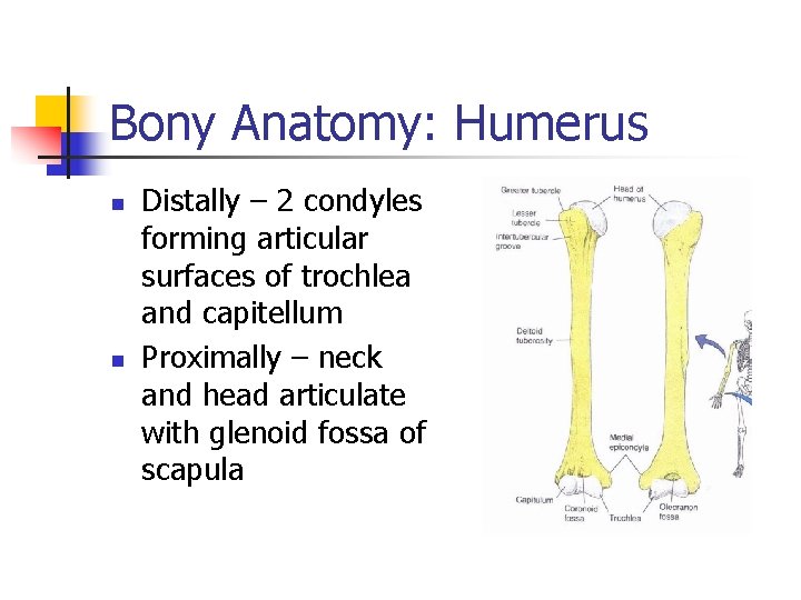 Bony Anatomy: Humerus n n Distally – 2 condyles forming articular surfaces of trochlea