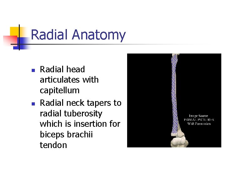 Radial Anatomy n n Radial head articulates with capitellum Radial neck tapers to radial