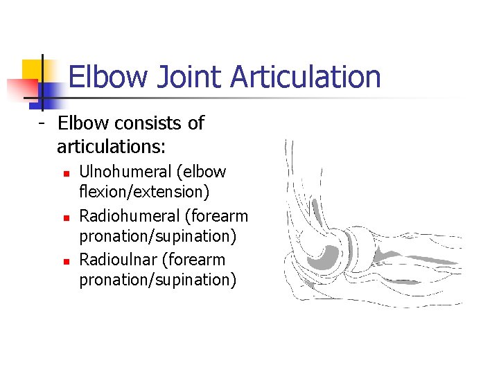 Elbow Joint Articulation - Elbow consists of articulations: n n n Ulnohumeral (elbow flexion/extension)