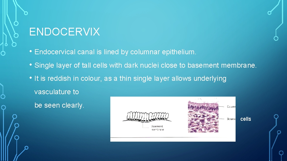 ENDOCERVIX • Endocervical canal is lined by columnar epithelium. • Single layer of tall