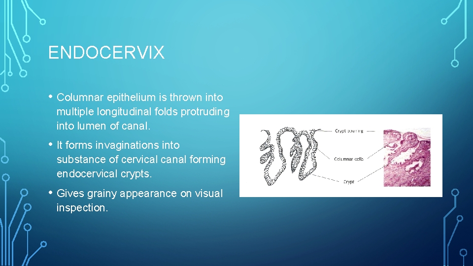 ENDOCERVIX • Columnar epithelium is thrown into multiple longitudinal folds protruding into lumen of