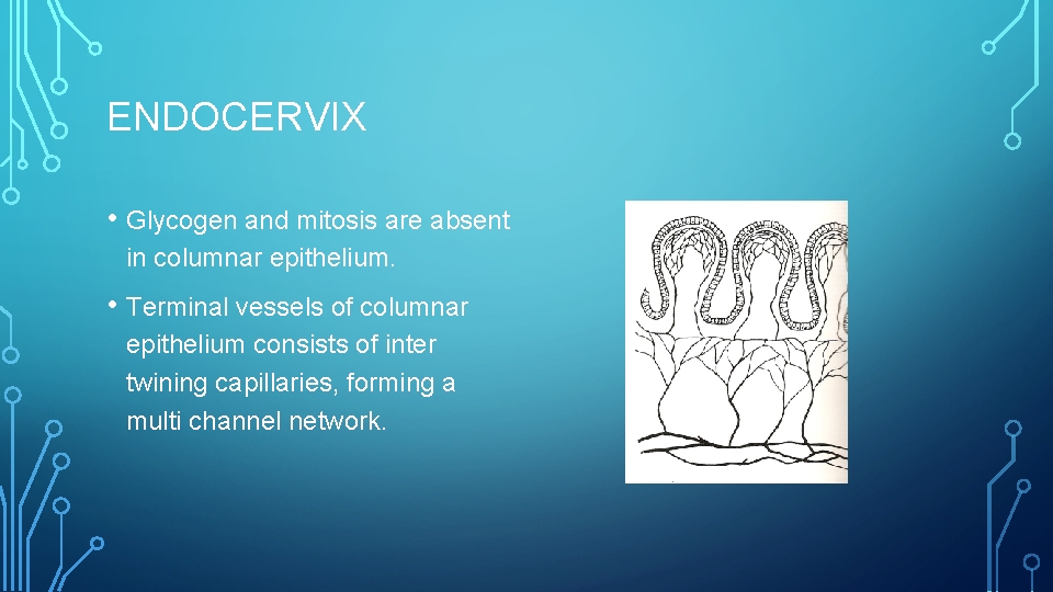 ENDOCERVIX • Glycogen and mitosis are absent in columnar epithelium. • Terminal vessels of