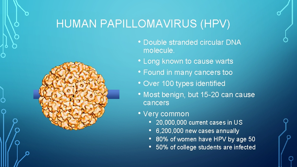 HUMAN PAPILLOMAVIRUS (HPV) • Double stranded circular DNA • • • molecule. Long known