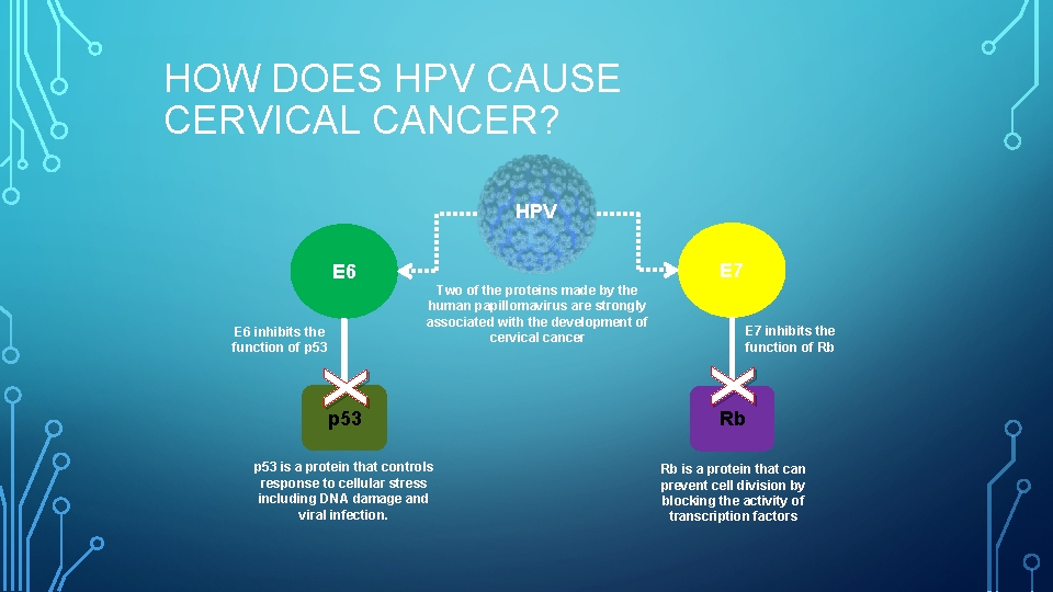 HOW DOES HPV CAUSE CERVICAL CANCER? HPV E 7 E 6 Two of the