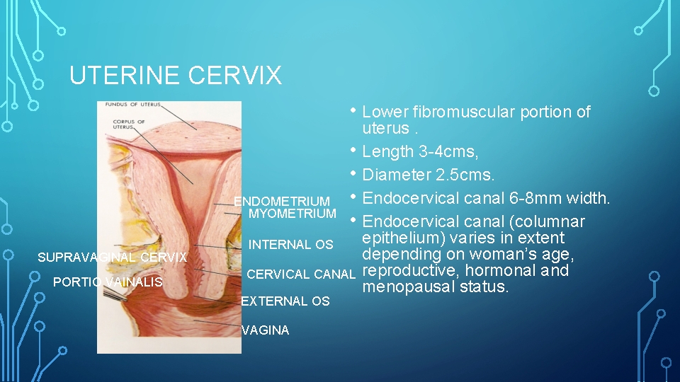 UTERINE CERVIX • Lower fibromuscular portion of ENDOMETRIUM MYOMETRIUM SUPRAVAGINAL CERVIX PORTIO VAINALIS •