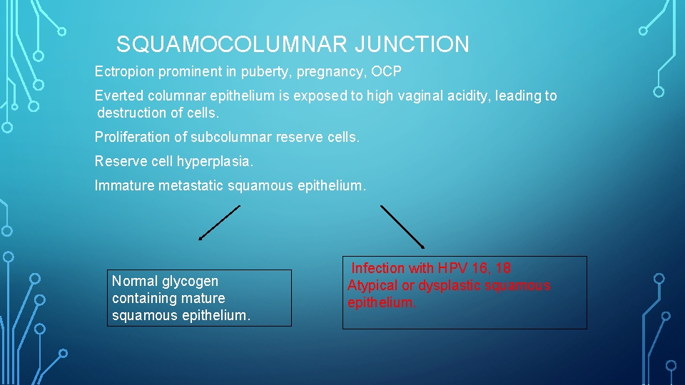 SQUAMOCOLUMNAR JUNCTION Ectropion prominent in puberty, pregnancy, OCP Everted columnar epithelium is exposed to