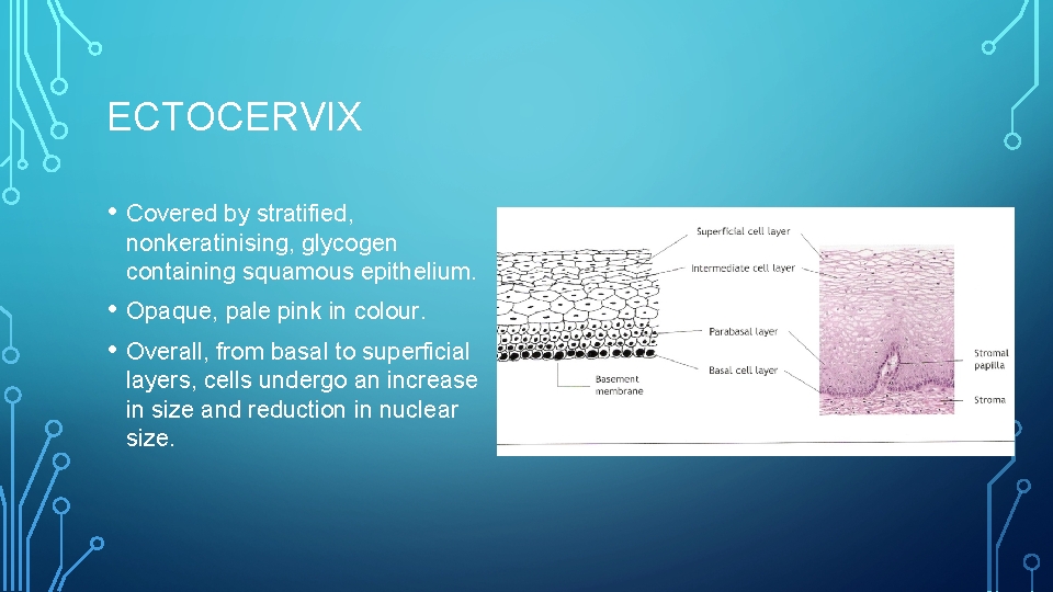 ECTOCERVIX • Covered by stratified, nonkeratinising, glycogen containing squamous epithelium. • Opaque, pale pink