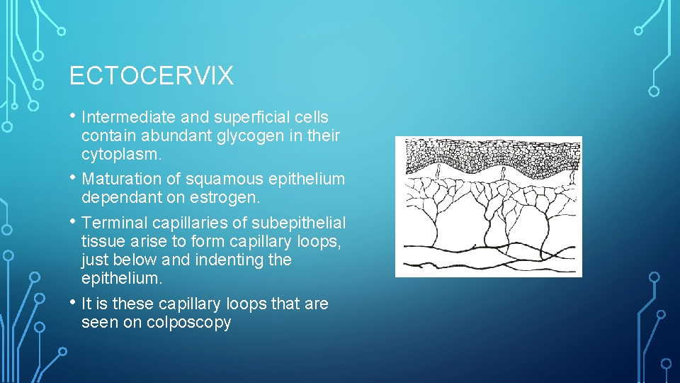 ECTOCERVIX • Intermediate and superficial cells • • • contain abundant glycogen in their