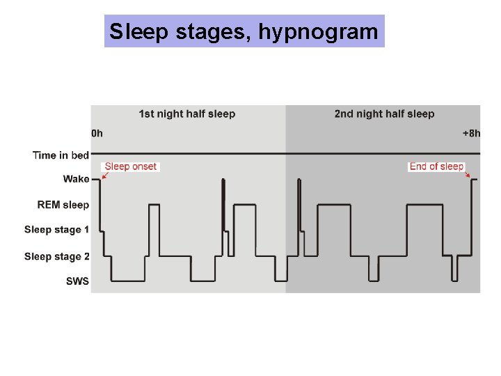 Sleep stages, hypnogram 