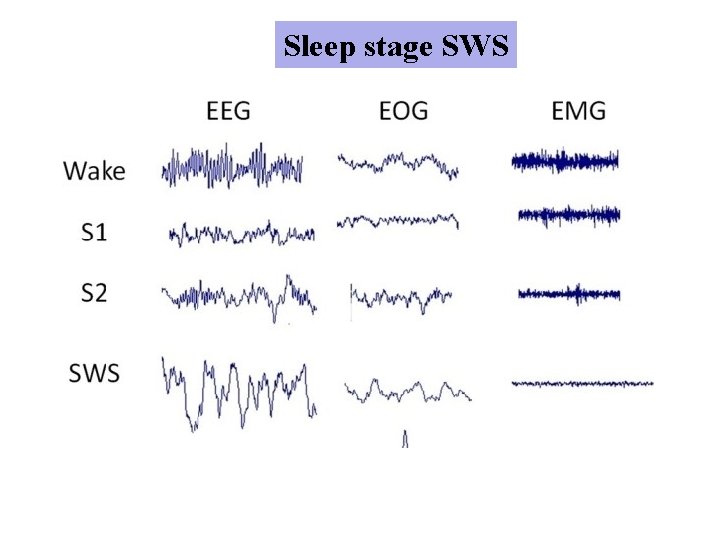 Sleep stage SWS 