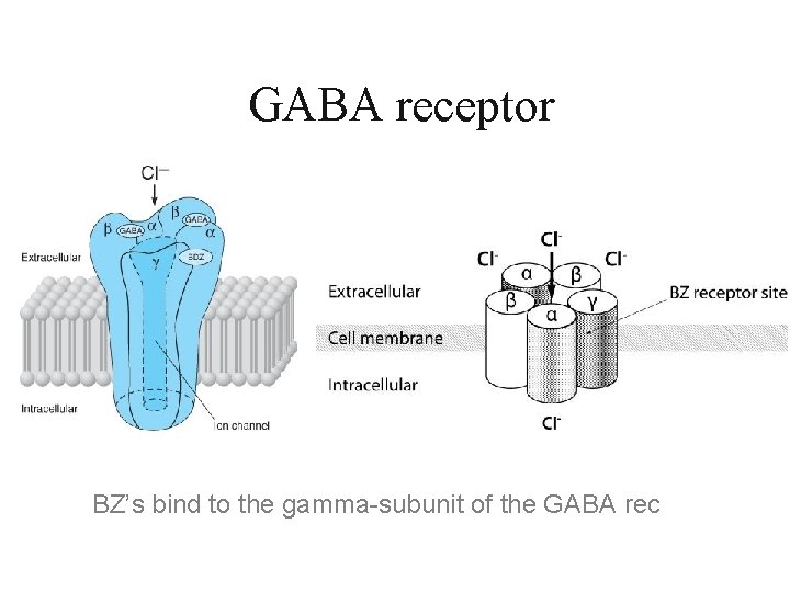 GABA receptor BZ’s bind to the gamma-subunit of the GABA rec 