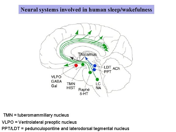 Neural systems involved in human sleep/wakefulness TMN = tuberomammillary nucleus VLPO = Ventrolateral preoptic