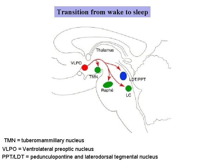 Transition from wake to sleep TMN = tuberomammillary nucleus VLPO = Ventrolateral preoptic nucleus