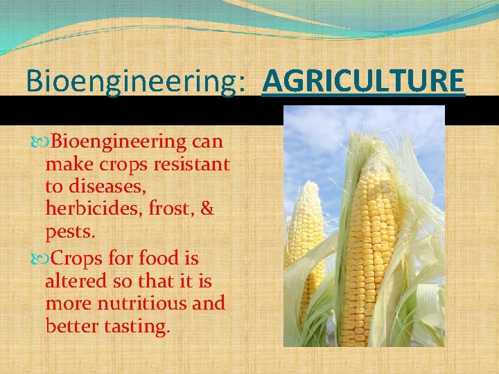 Bioengineering: AGRICULTURE Bioengineering can make crops resistant to diseases, herbicides, frost, & pests. Crops