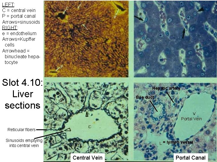 LEFT: C = central vein P = portal canal Arrows=sinusoids RIGHT: e = endothelium