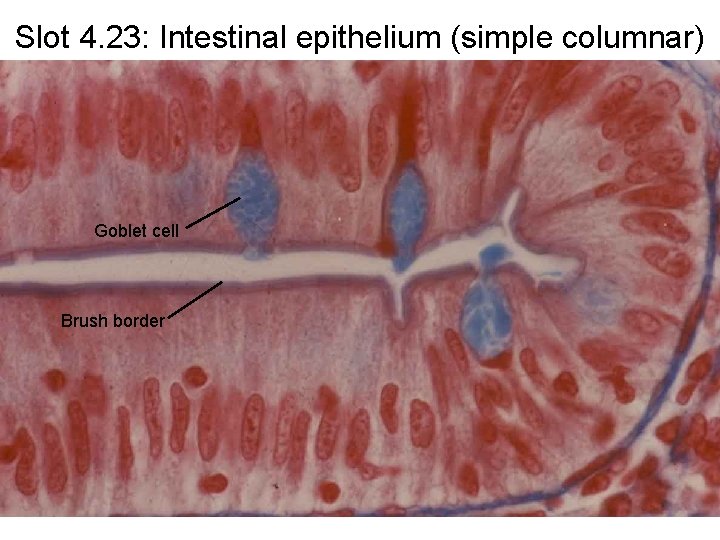 Slot 4. 23: Intestinal epithelium (simple columnar) Goblet cell Brush border 