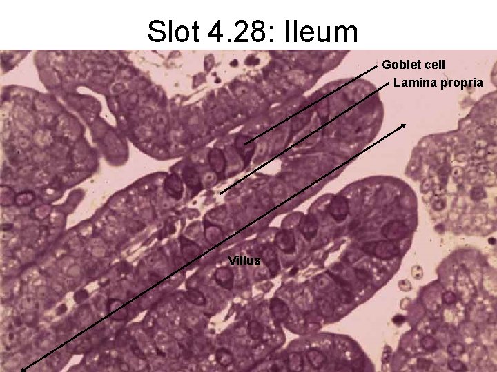 Slot 4. 28: Ileum Goblet cell Lamina propria Villus 