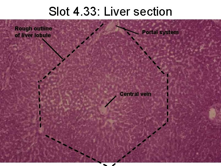 Slot 4. 33: Liver section Rough outline of liver lobule Portal system Central vein