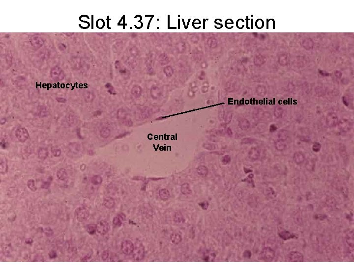 Slot 4. 37: Liver section Hepatocytes Endothelial cells Central Vein 