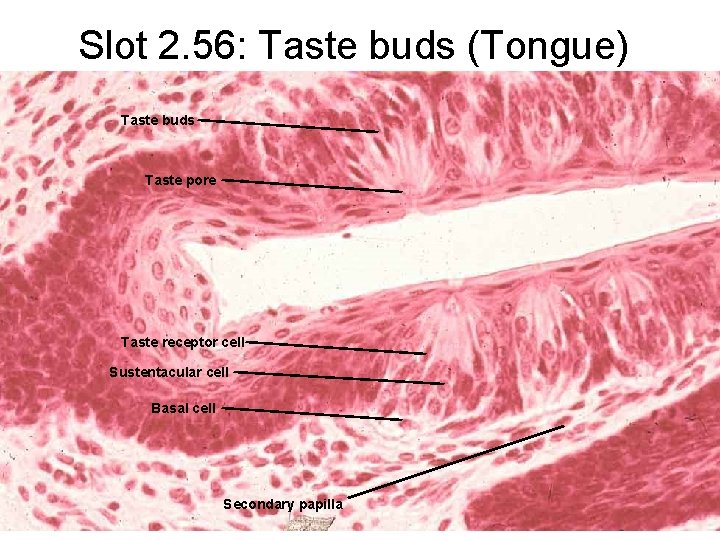 Slot 2. 56: Taste buds (Tongue) Taste buds Taste pore Taste receptor cell Sustentacular