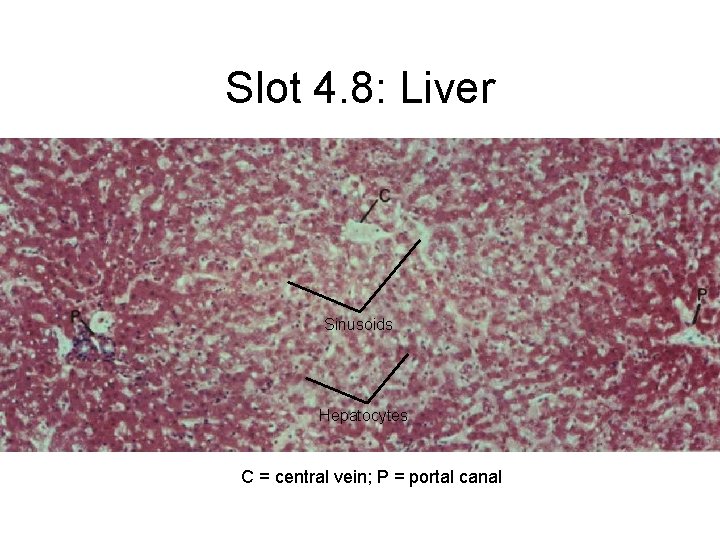 Slot 4. 8: Liver Sinusoids Hepatocytes C = central vein; P = portal canal