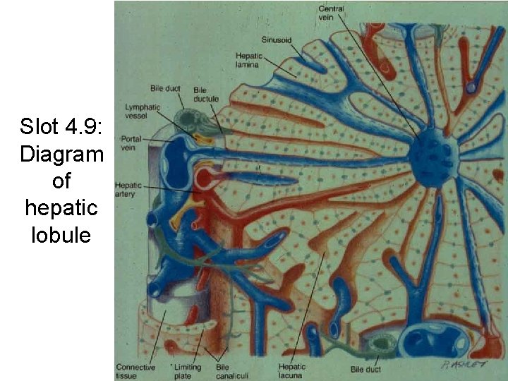 Slot 4. 9: Diagram of hepatic lobule 