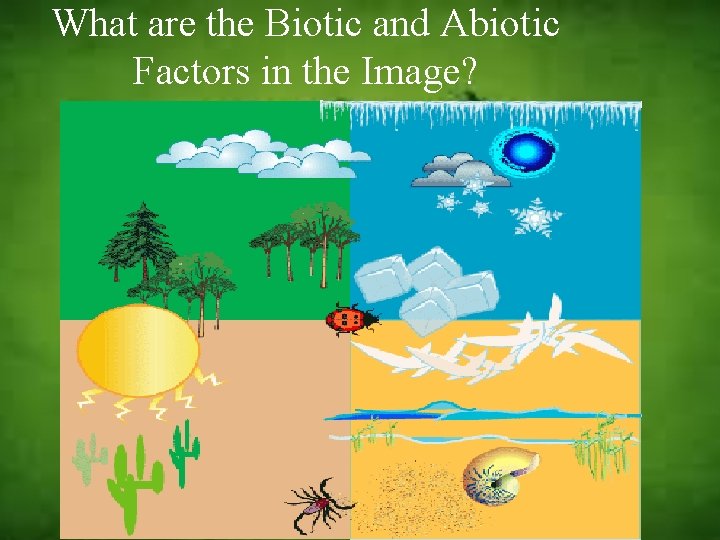 What are the Biotic and Abiotic Factors in the Image? 