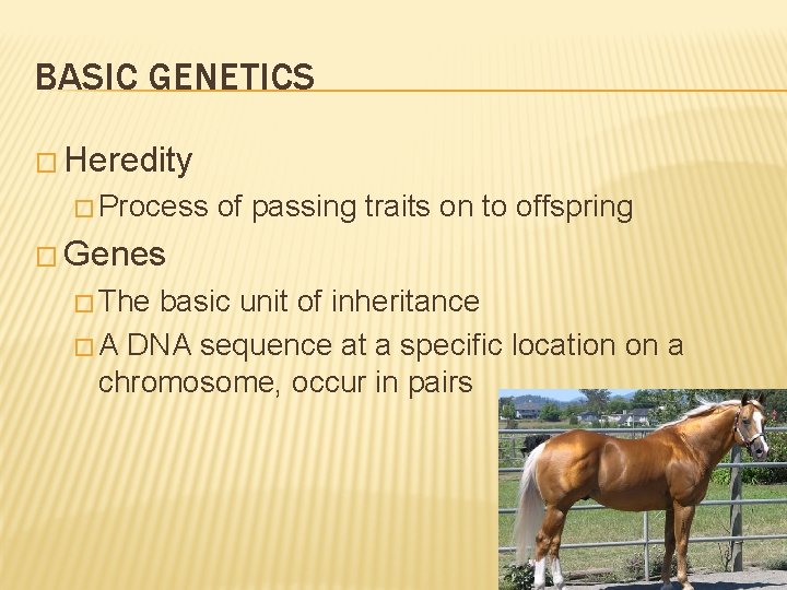 BASIC GENETICS � Heredity � Process of passing traits on to offspring � Genes
