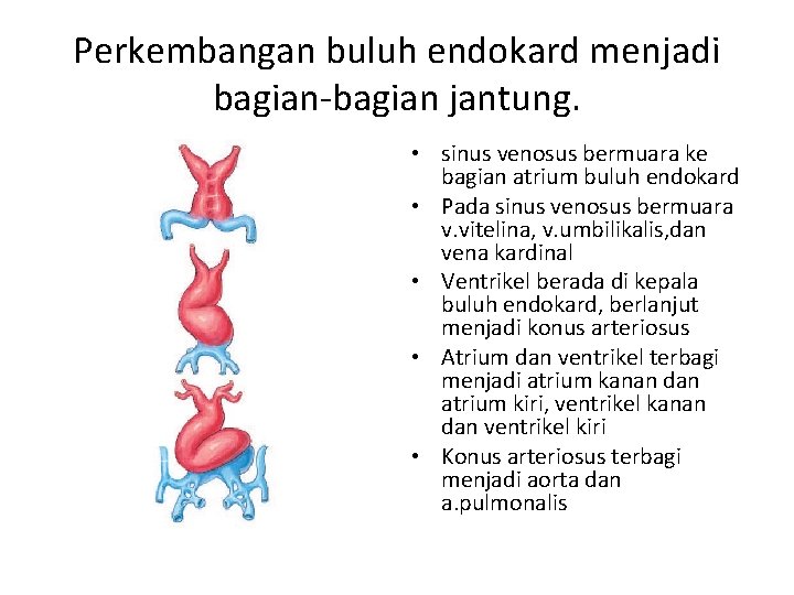 Perkembangan buluh endokard menjadi bagian-bagian jantung. • sinus venosus bermuara ke bagian atrium buluh