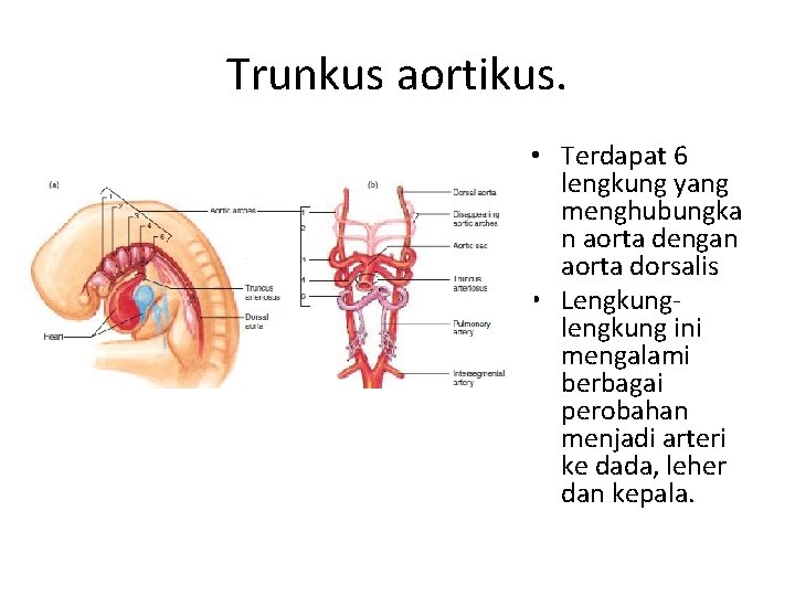 Trunkus aortikus. • Terdapat 6 lengkung yang menghubungka n aorta dengan aorta dorsalis •