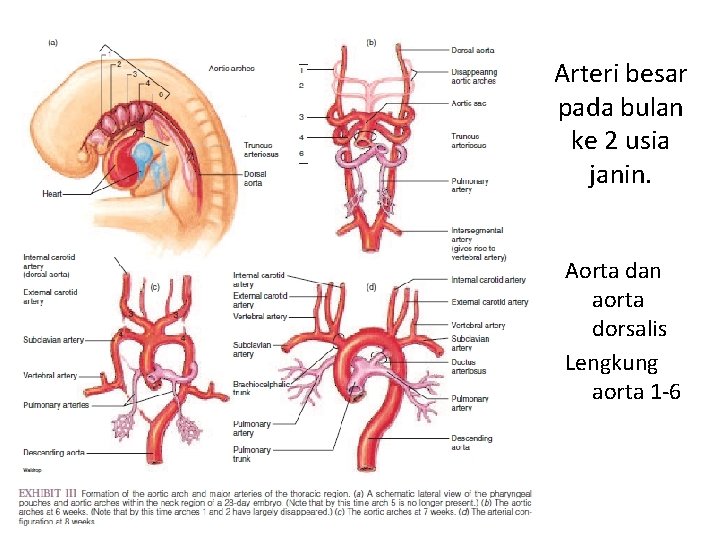 Arteri besar pada bulan ke 2 usia janin. Aorta dan aorta dorsalis Lengkung aorta