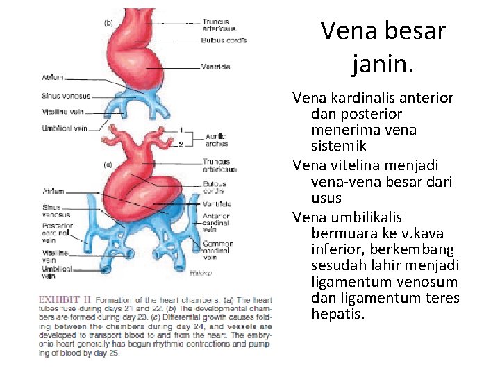 Vena besar janin. Vena kardinalis anterior dan posterior menerima vena sistemik Vena vitelina menjadi