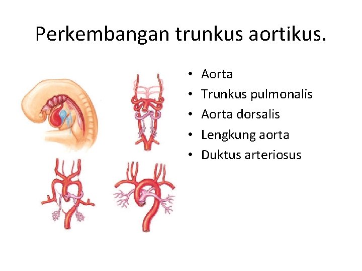 Perkembangan trunkus aortikus. • • • Aorta Trunkus pulmonalis Aorta dorsalis Lengkung aorta Duktus