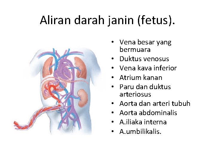 Aliran darah janin (fetus). • Vena besar yang bermuara • Duktus venosus • Vena