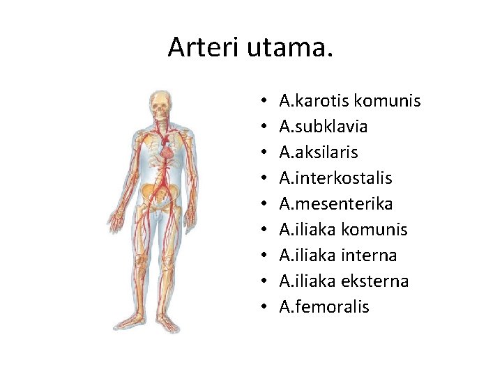 Arteri utama. • • • A. karotis komunis A. subklavia A. aksilaris A. interkostalis