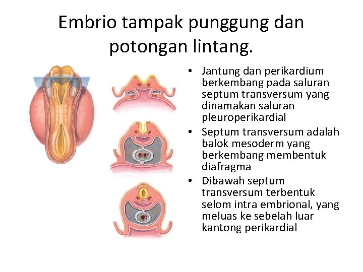 Embrio tampak punggung dan potongan lintang. • Jantung dan perikardium berkembang pada saluran septum