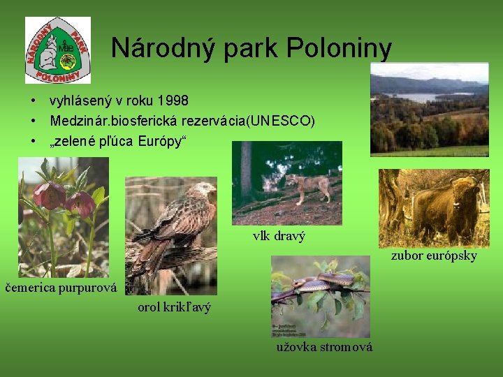 Národný park Poloniny • vyhlásený v roku 1998 • Medzinár. biosferická rezervácia(UNESCO) • „zelené