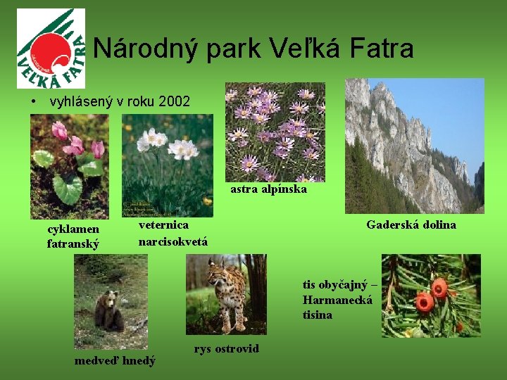 Národný park Veľká Fatra • vyhlásený v roku 2002 astra alpínska cyklamen fatranský veternica